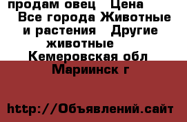  продам овец › Цена ­ 100 - Все города Животные и растения » Другие животные   . Кемеровская обл.,Мариинск г.
